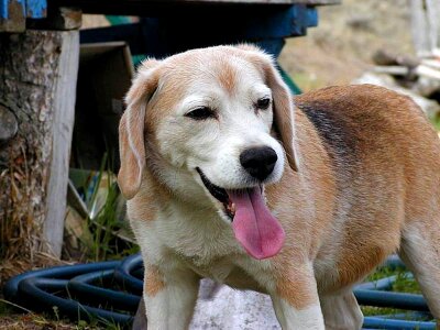 Beagle cane 