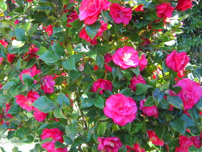 flowers_camilia_2