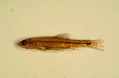 Notropis chrosomus