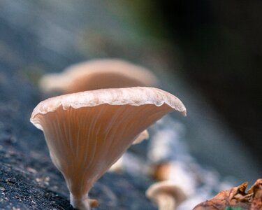 Natural fungi close-up photo