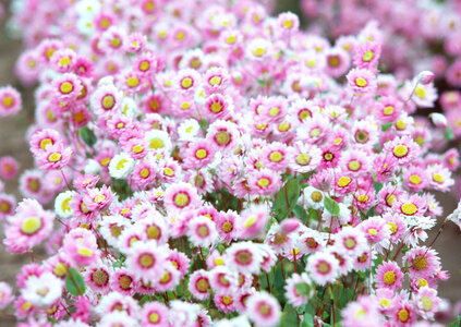 Pink daisy photo