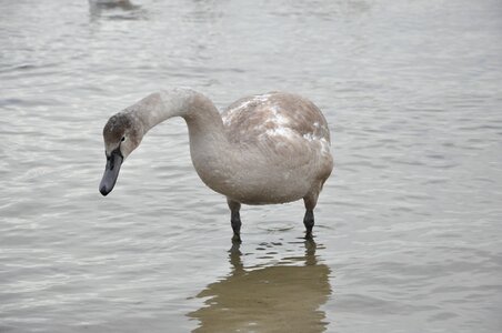 Swan bird sea