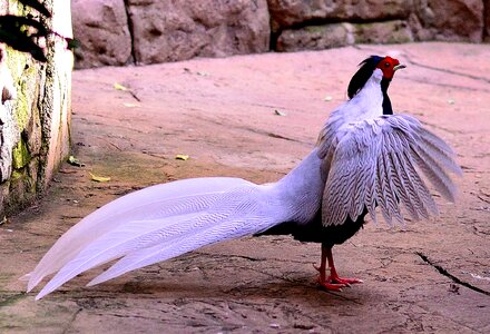 Wings feather wildlife