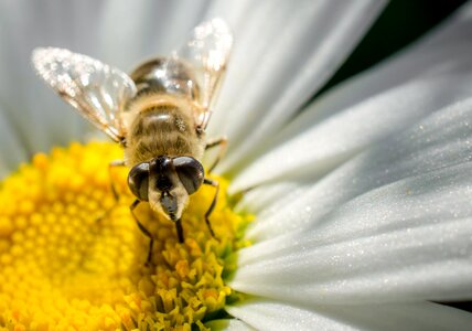 Bee macro daisy