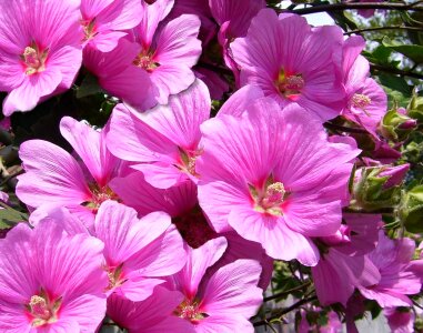 Natural blossom bloom
