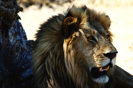 Closeup of a Lion photo