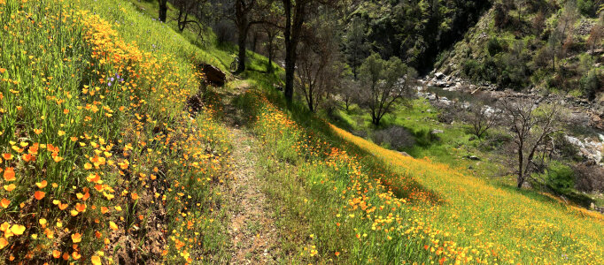 Mountain Hiking trail with flowers photo