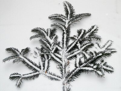 Branch fir tree silver fir