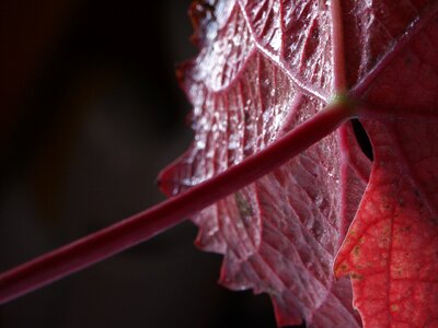 Vine red autumn