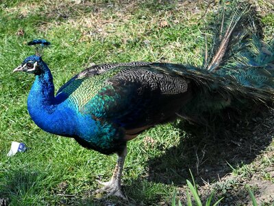 Nature wildlife animal