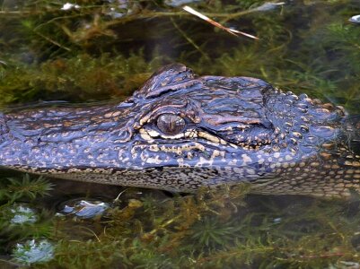 Dangerous alligator animal photo