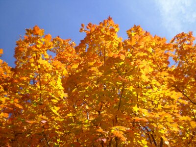 Trees maple fall photo
