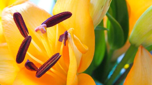 Beautiful Flowers bloom blooming