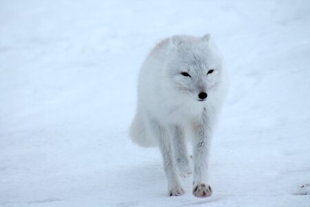 White wild animal photo