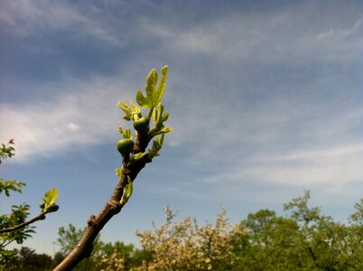 Food plant green