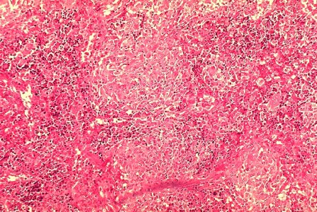 Guinea Pig Gvineja histopathology