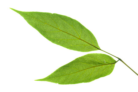 leaves isolated