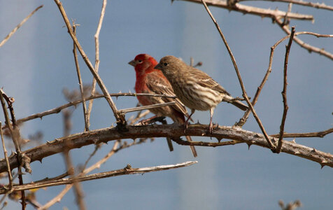 House Finches photo