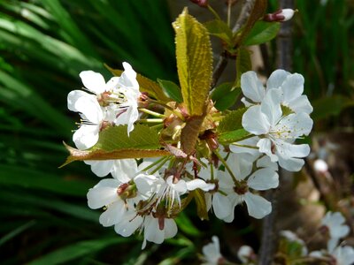 Blossom flora floral photo