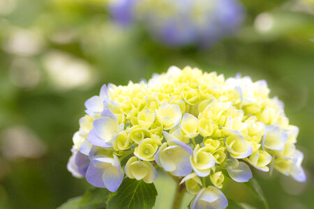 3 Hydrangea