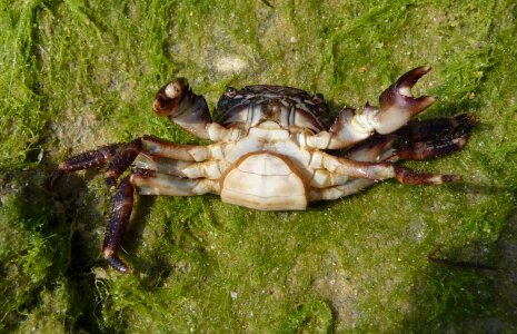 Marbled rock crab photo