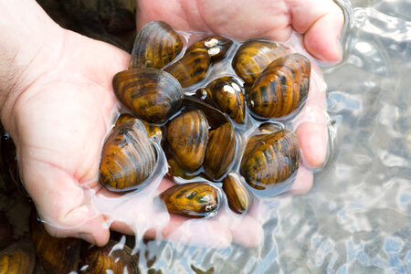 Clubshell mussels photo