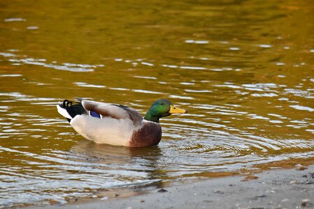 Coastline colorful mallard