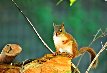 Outdoor looking eating photo