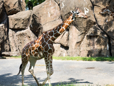 Giraffes photo