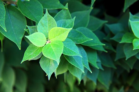 Grass green leaf photo