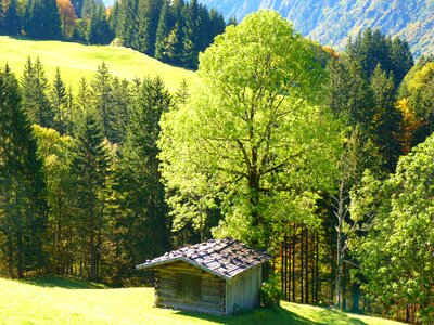 Hut trees nature photo