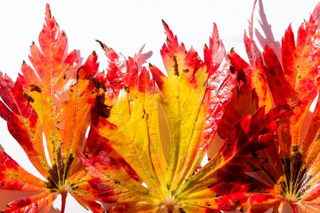 Hebrst autumn colours maple
