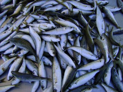Marine seafood aquatic