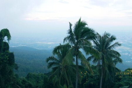 Coconut exotic fog photo