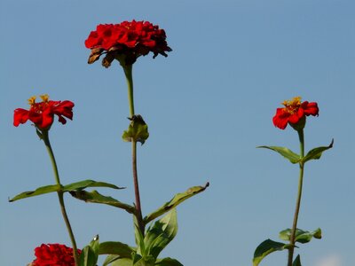 Color colorful zinnia violacea photo