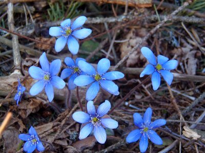 Blue spring nature