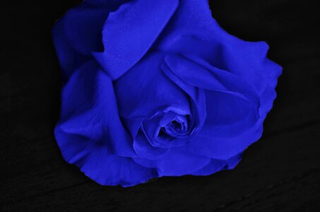 Plant valentine color