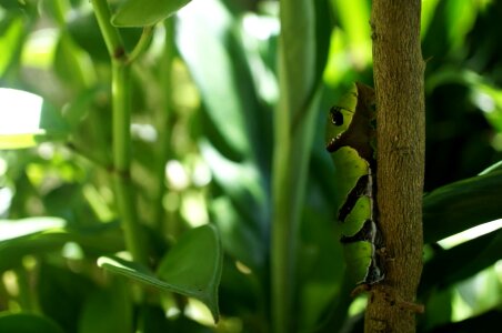 Caterpillar exotic green leaf photo