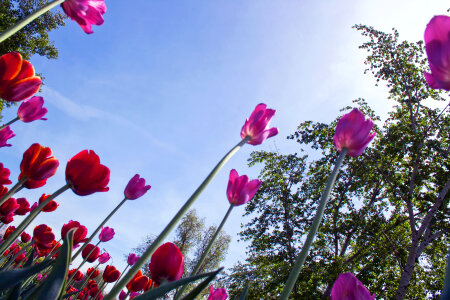 Tulips photo