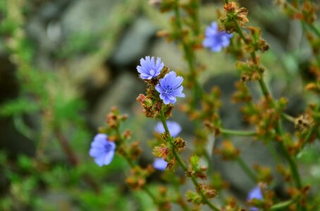Blue ordinary chicory blossom photo