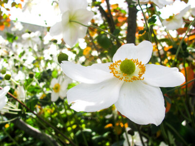 White Flower Macro photo