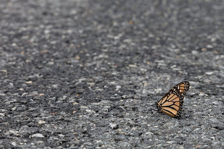 Monarch Butterfly on asphalt road photo