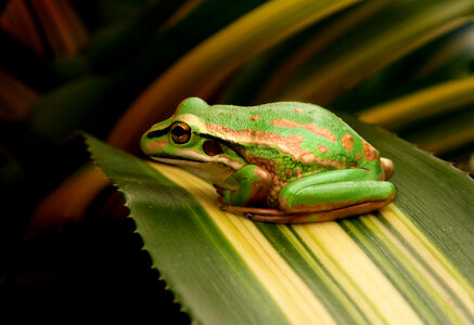 Frog on Green Leaf photo
