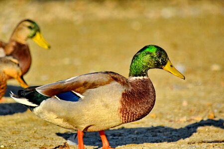 Beautiful Photo birds flock