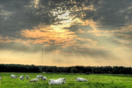 A herd of pale cattle grazing photo