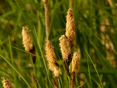 Sedges sedge sour grass greenhouse photo