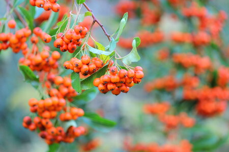 rowanberry, tree photo