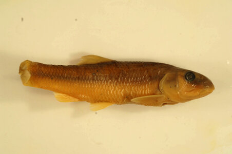 Nocomis micropogon-63