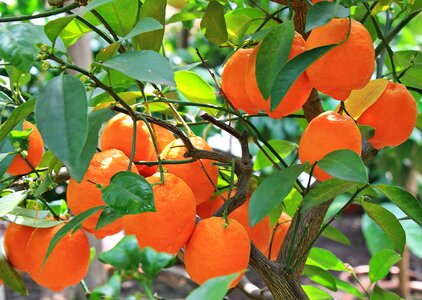 Beautiful Photo branch citrus