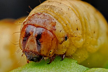 Insect nature wildlife